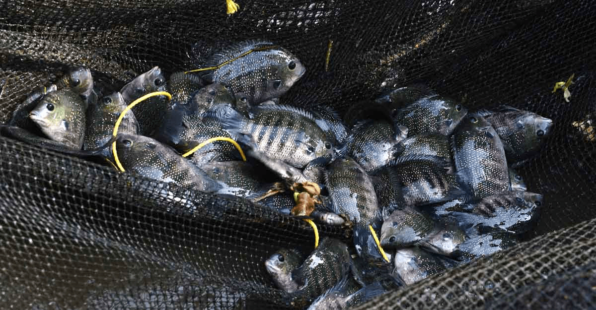 LIVE LAKE FISH DINING