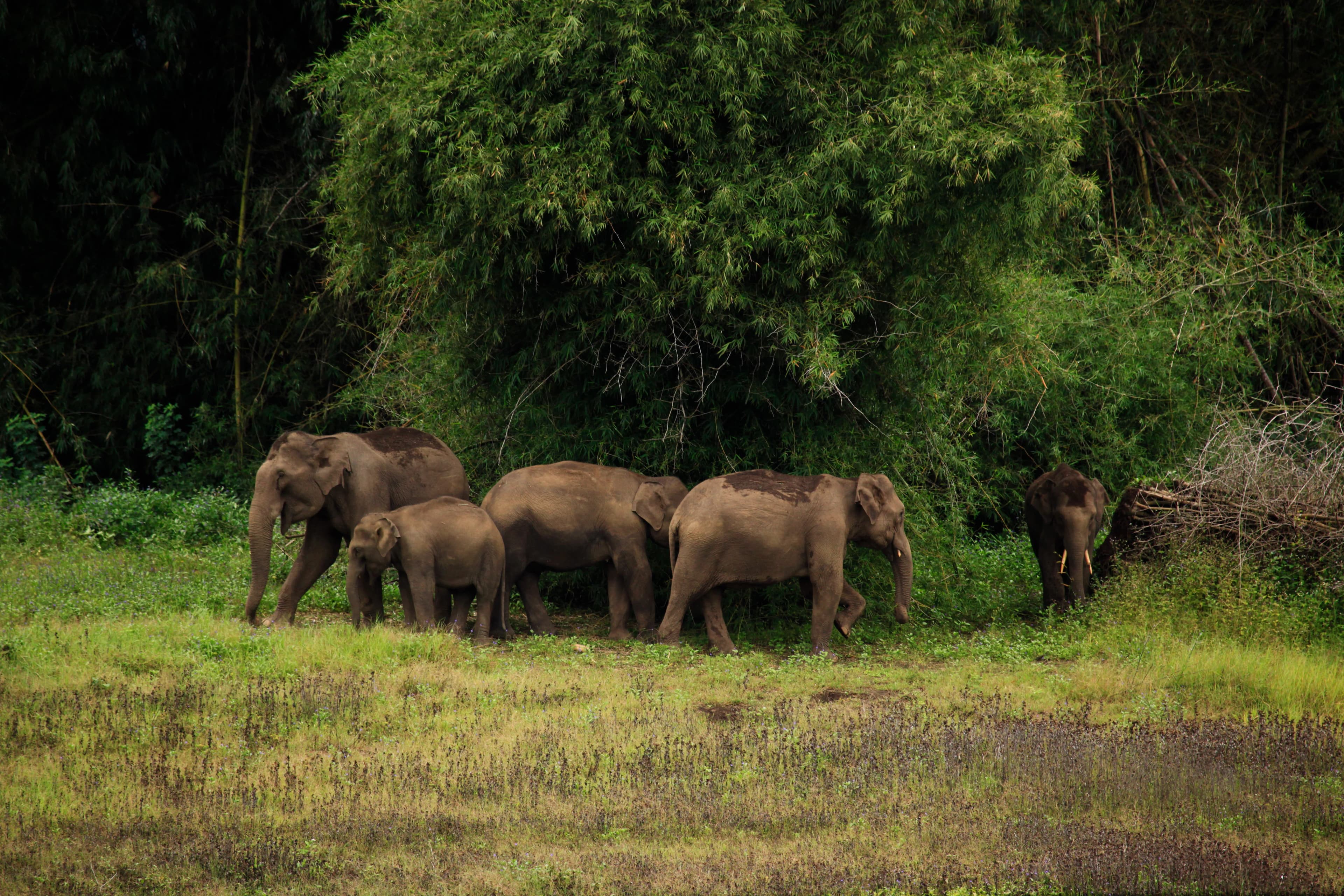 Muthanga Wildlife Sanctuary